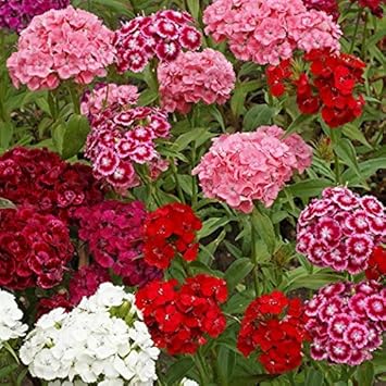Heirloom William Flower seeds for Planting Shade Tolerant Heirloom & GMO Free Seeds for Home Garden
Sale for planting in home garden
