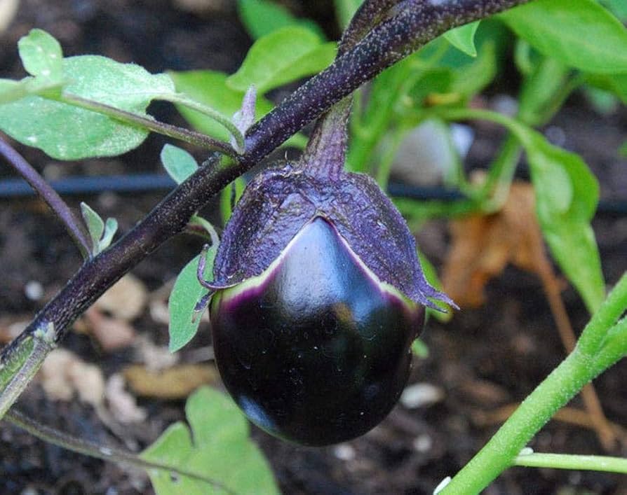 Graines de Légumes Aubergine Japonaise Kamo