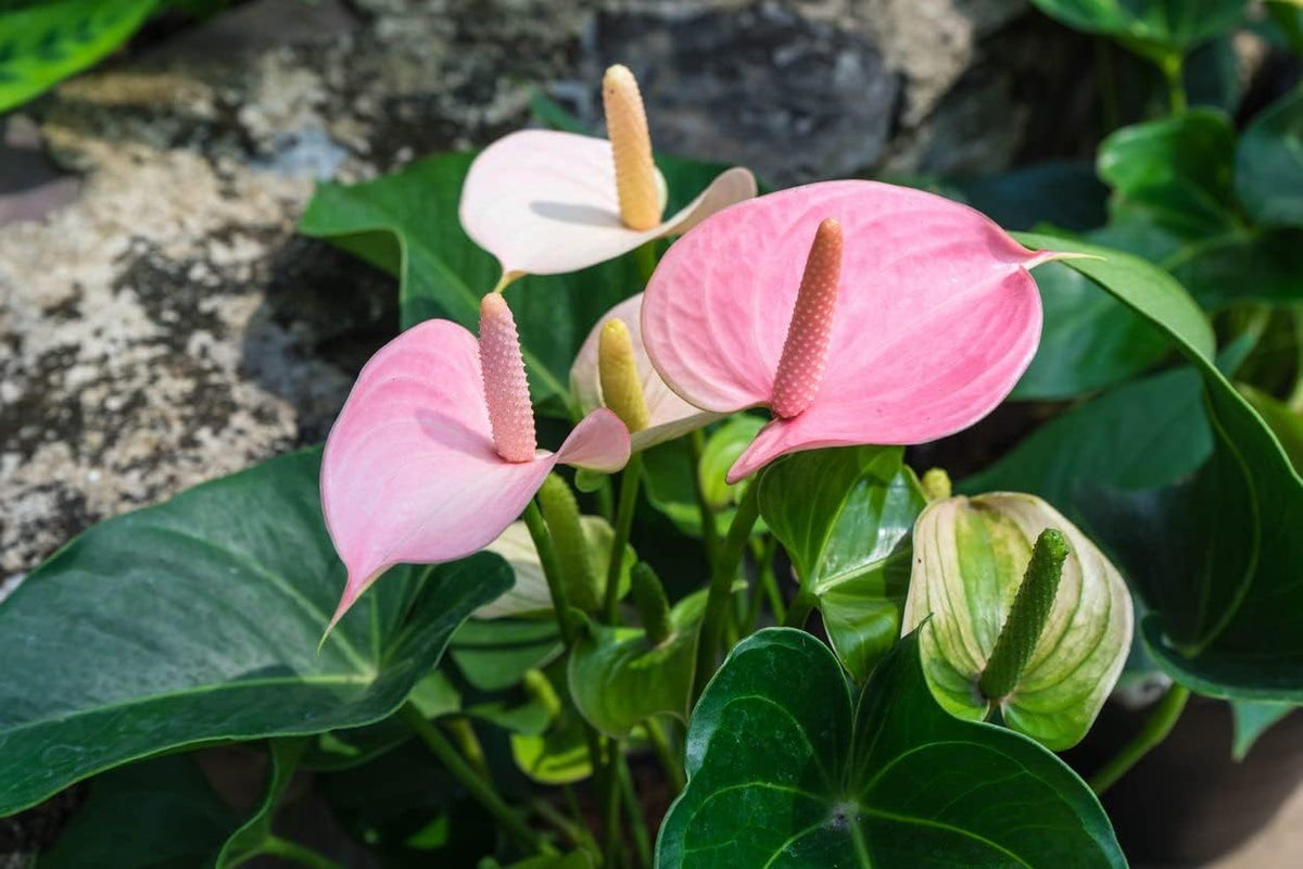 Baby Pink Anthurium Flower seeds for Planting - Compact Growth, Heirloom & GMO Free Seeds for Home Garden
Sale for planting in home garden.
