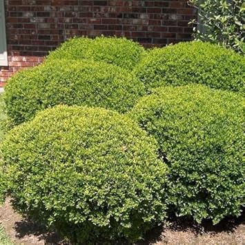 Green Holly Bush Flower seeds for Planting - Bright Blooms, Heirloom & GMO Free Seeds for Home Garden
Sale for planting in home garden