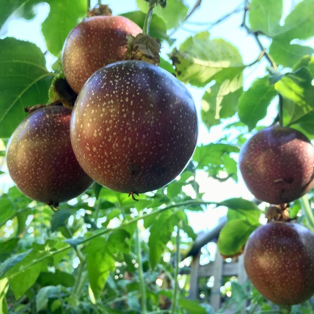 Passiflora Edulis Passion Fruit Seeds