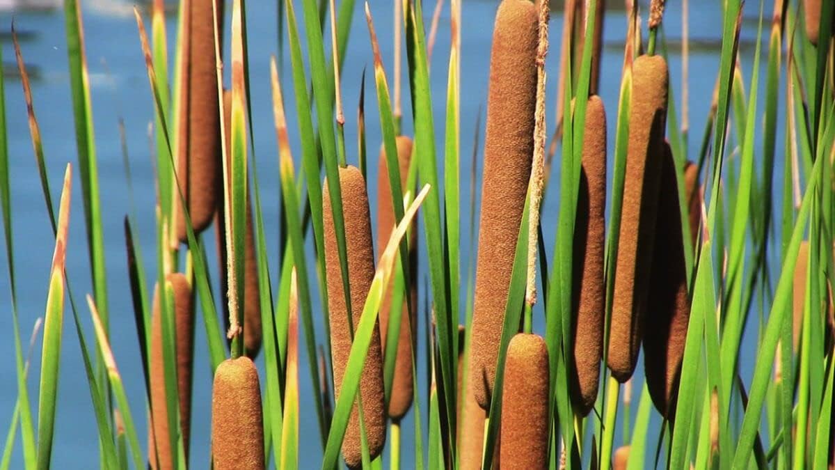 Cattail Flower seeds for Planting Vibrant Colors Heirloom & GMO Free Seeds for Home Garden
Sale for planting in home garden