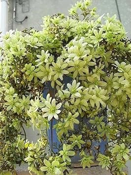 Graines de fleur de clématite pour plantation - Entretien facile, graines patrimoniales et sans OGM pour jardin domestique