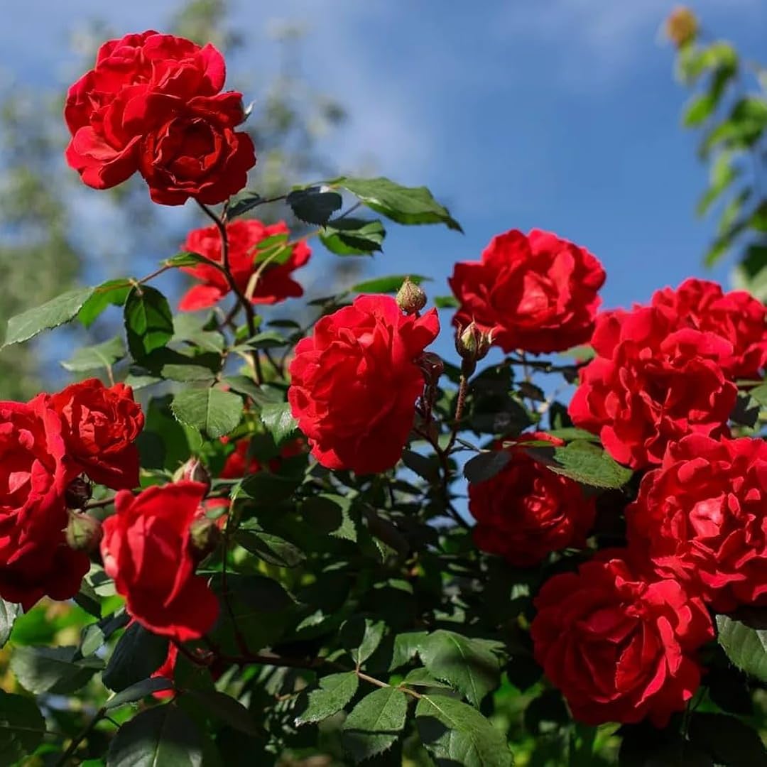 Red Climbing Rose Flower Seeds
