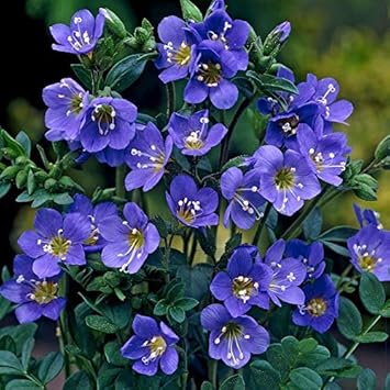 Blue Polemonium Flower seeds for Planting - Sun Loving, Heirloom & GMO Free Seeds for Home Garden
Sale for planting in home garden.