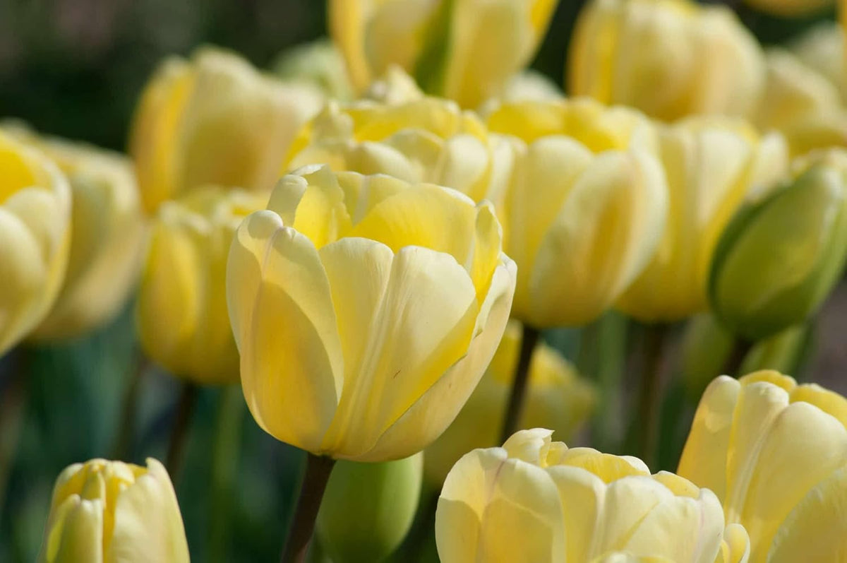 Tulip Flower seeds for Planting - Hardy Variety, Heirloom & GMO Free Seeds for Home Garden
Sale for planting in home garden.