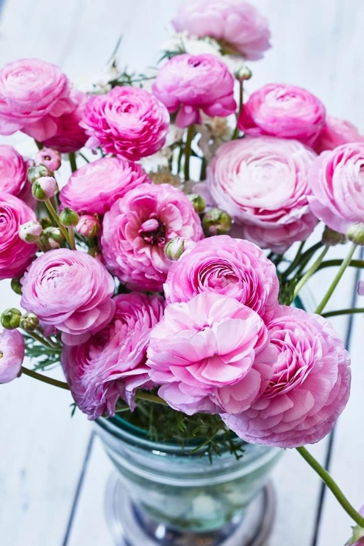 Ranunculus Baby Pink Flower seeds for Planting - Garden Favorite, Heirloom & GMO Free Seeds for Home Garden
Sale seeds for planting in home garden