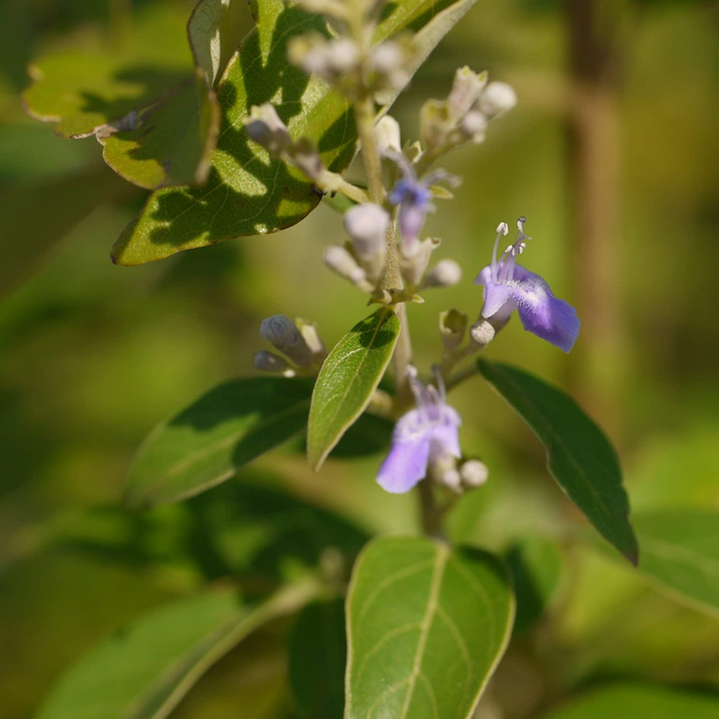 Lace-Leaved Vitex Herb Seeds