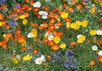 Nudicaule Flower seeds for Planting Fragrant Blossoms Heirloom & GMO Free Seeds for Home Garden
Sale for planting in home garden