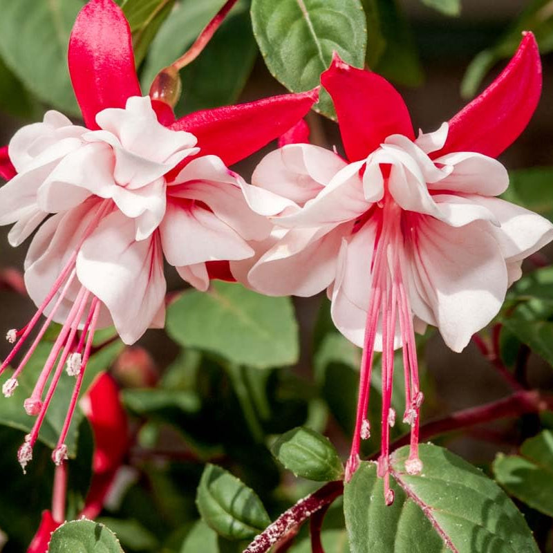 fuchsia seeds from plant Fuchsia Flower Seeds for Planting – Heirloom, Non-GMO, Easy to Grow, A – Pure Asia Seeds