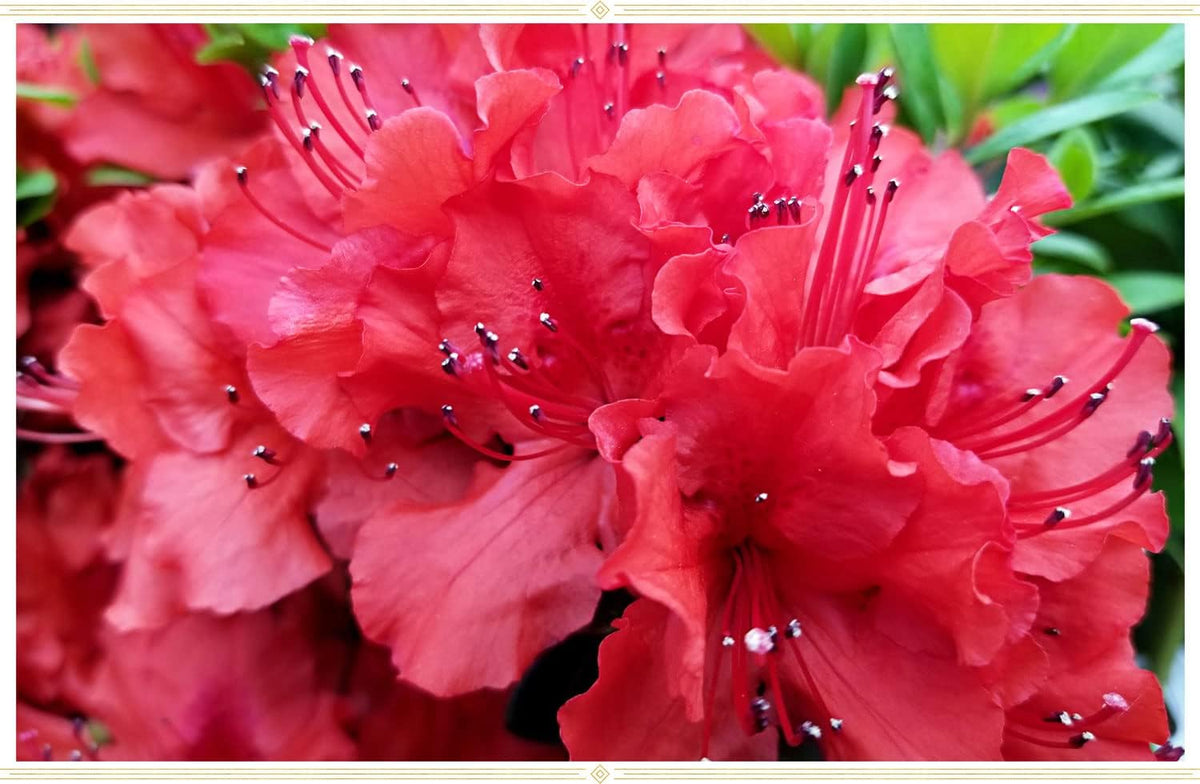 Red Azaleas Flower seeds for Planting - Cut Flower Favorite, Heirloom & GMO Free Seeds for Home Garden
Sale for planting in home garden