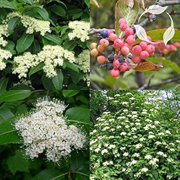 White Arrowwood Flower seeds for Planting - Easy to Grow, Heirloom & GMO Free Seeds for Home Garden
Sale for planting in home garden