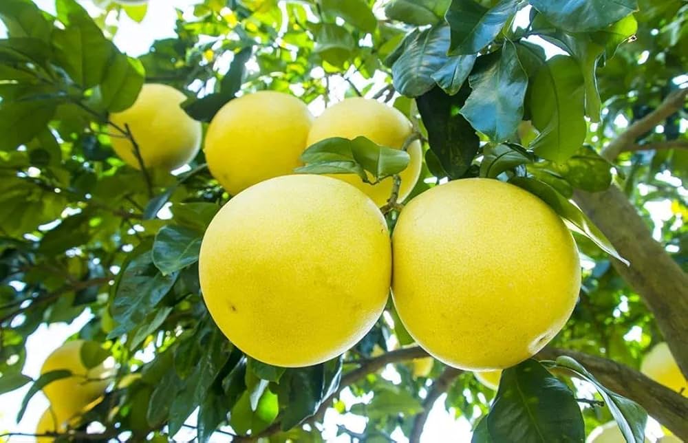 Pomelo Fruit Seeds