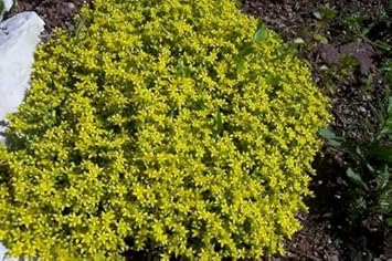 Yellow Stonecrop Flower seeds for Planting - Garden Favorite, Heirloom & GMO Free Seeds for Home Garden
Sale for planting in home garden.