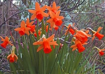 Red Daffodils Flower seeds for Planting Low Maintenance Heirloom & GMO Free Seeds for Home Garden
Sale seeds for home garden planting