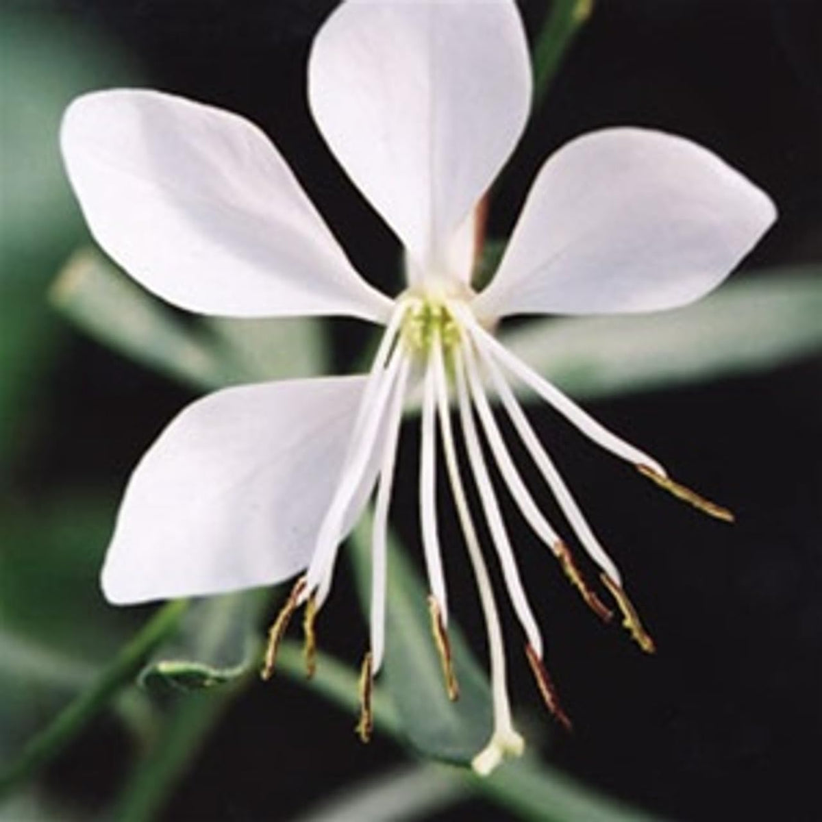 Gaura Whirling Mariposas Flower Seeds - Flower seeds for Planting - Hardy Variety, Heirloom & GMO Free Seeds for Home Garden
Sale for planting in home garden