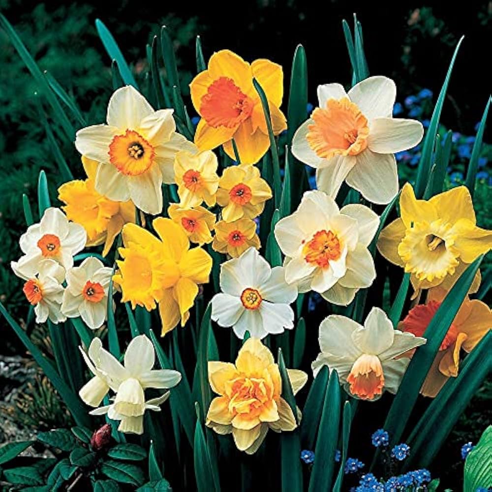 Doppelte Blütenblätter Narzisse Narzisse Blumensamen