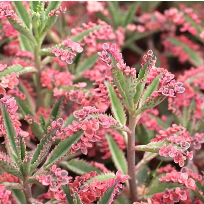 Brown Kalanchoe Bonsai Flower seeds for Planting - Cut Flower Favorite, Heirloom & GMO Free Seeds for Home Garden
Sale for planting in home garden.