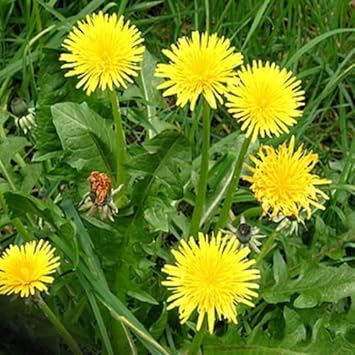 Dandelion Flower seeds for Planting - Vibrant Colors, Heirloom & GMO Free Seeds for Home Garden
Sale for planting in home garden