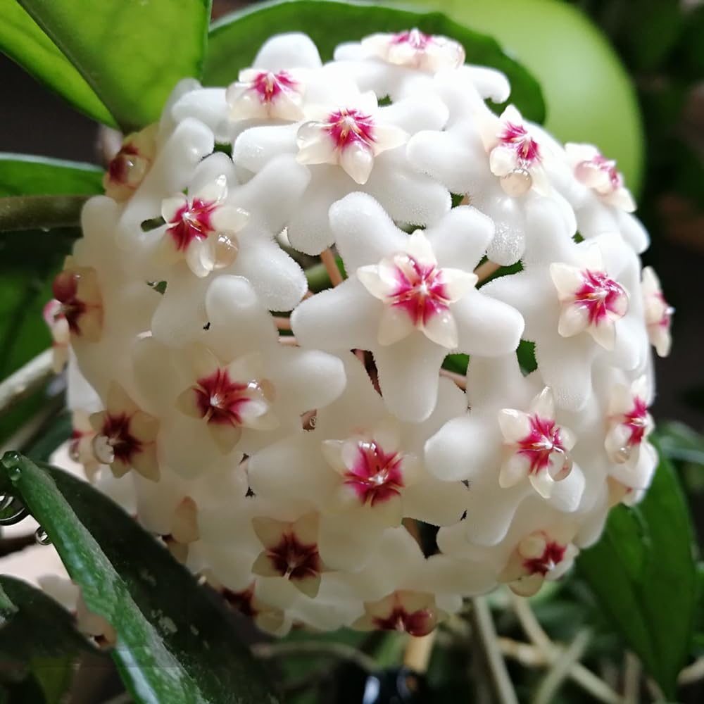 wax flower seeds for sale Hoya Carnosa (Wax Plant) Flower Seeds for Planting – Heirloom, Non-GMO – Pure Asia Seeds