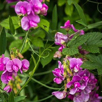 Sweet Peas Flower seeds for Planting Sun Loving Heirloom & GMO Free Seeds for Home Garden
Sale for planting in home garden