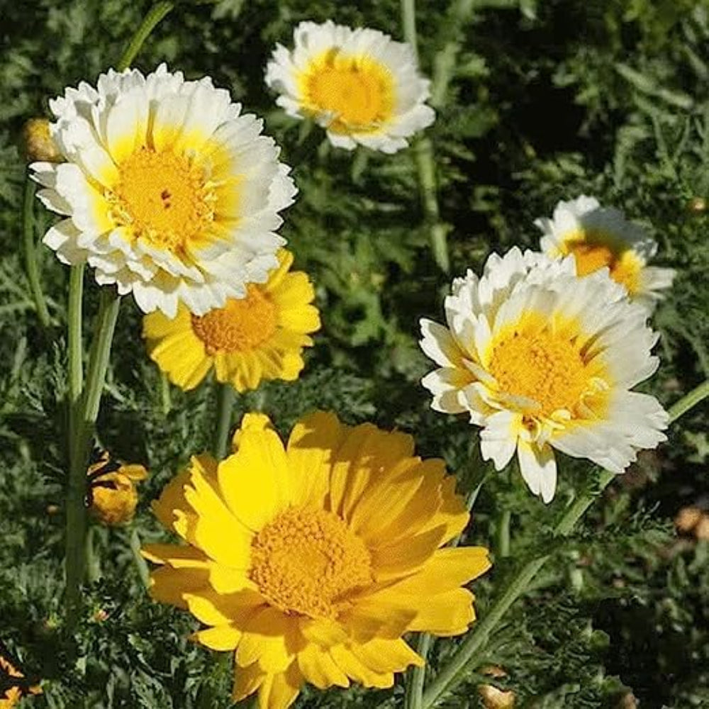 chrysanthemum plant seeds Garland Chrysanthemum Flower Seeds for Planting – Heirloom, Non-GMO, E – Pure Asia Seeds