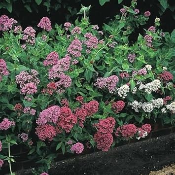 Mixed Jupiter's Flower seeds for Planting - Drought Tolerant, Heirloom & GMO Free Seeds for Home Garden
Sale for planting in home garden