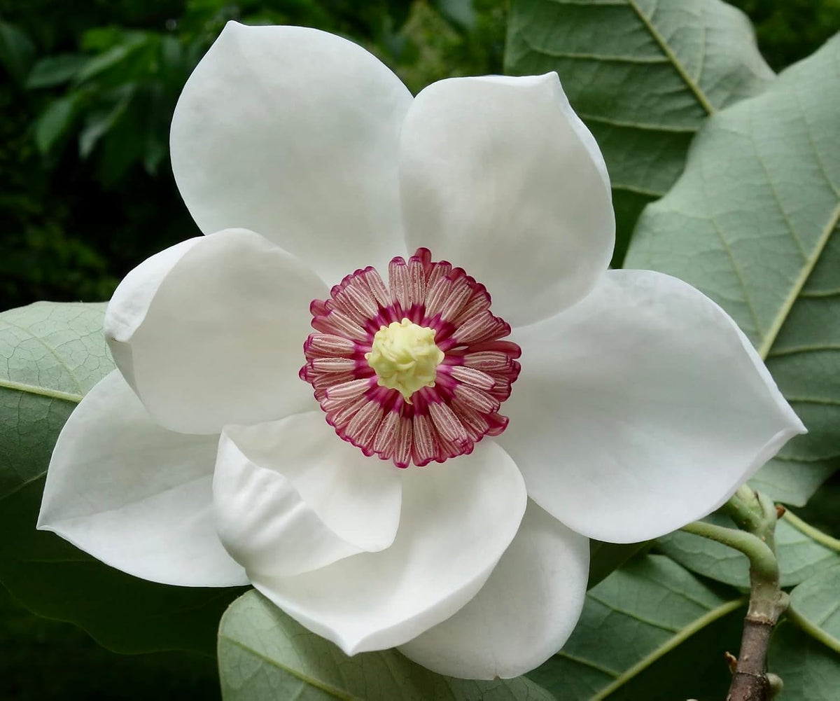 Yulan White Flower seeds for Planting - Fragrant Blossoms, Heirloom & GMO Free Seeds for Home Garden
Sale seeds for planting in home garden