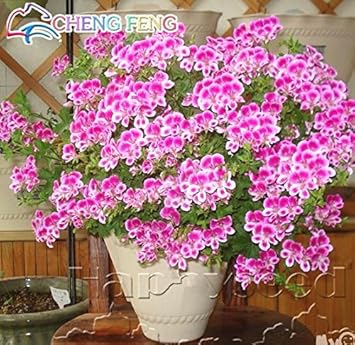 Pink White Univalve Flower seeds for Planting - Easy to Grow, Heirloom & GMO Free Seeds for Home Garden
Sale for planting in home garden.