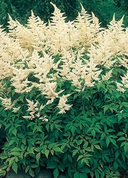 Cream Astilbe Flower seeds for Planting - Drought Tolerant, Heirloom & GMO Free Seeds for Home Garden
Sale seeds for planting in home garden