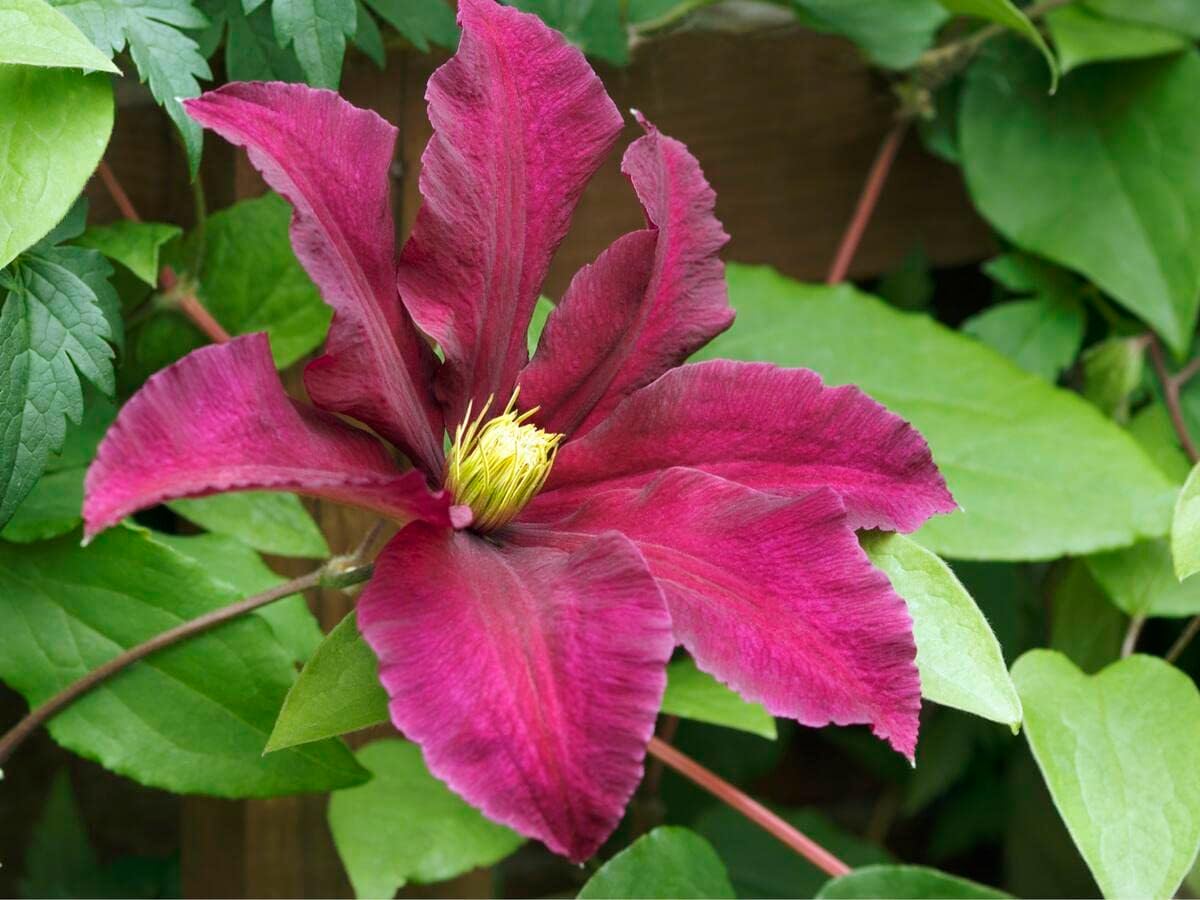 Pink Yellow Clematis Flower seeds for Planting - Colorful Display, Heirloom & GMO Free Seeds for Home Garden
Sale for planting in home garden