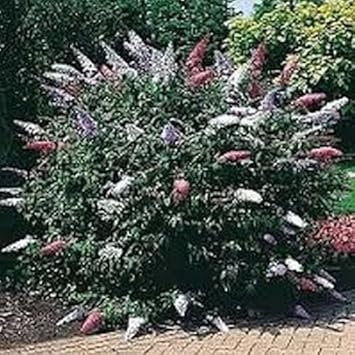 White Butterfly Bush Flower seeds for Planting - Shade Tolerant, Heirloom & GMO Free Seeds for Home Garden
Sale for planting in home garden