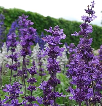 Violet Farinacea Flower seeds for Planting Shade Tolerant Heirloom & GMO Free Seeds for Home Garden
Sale seeds for home garden planting