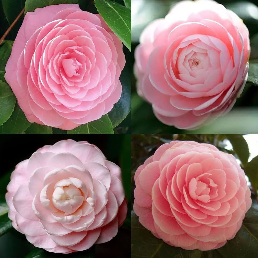 Camellia Flower Seeds for Planting – Heirloom, Non-GMO, Evergreen Shrub