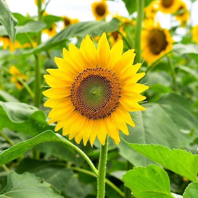 Yellow Sunflower Flower seeds for Planting - Fragrant Blossoms, Heirloom & GMO Free Seeds for Home Garden
Sale for planting in home garden