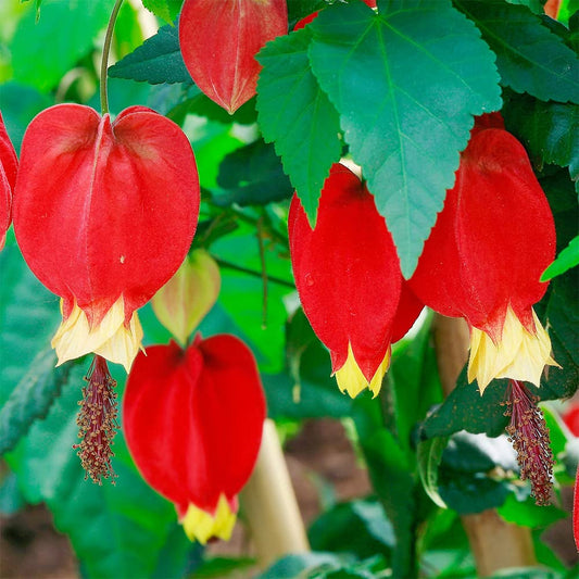 Rare Red Yellow Bleeding Heart Flower Seeds for Planting – Heirloom, Non-GMO, Perennial, Shade Tolerant