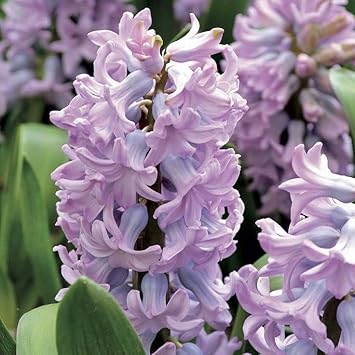 Lavender Hyacinth Flower seeds for Planting - Perfect for Borders, Heirloom & GMO Free Seeds for Home Garden
Sale for planting in home garden