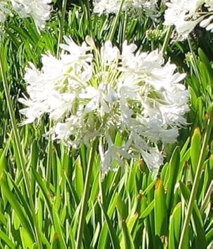 White Agapanthus Flower seeds for Planting - Cottage Garden Essential, Heirloom & GMO Free Seeds for Home Garden
Sale for planting in home garden