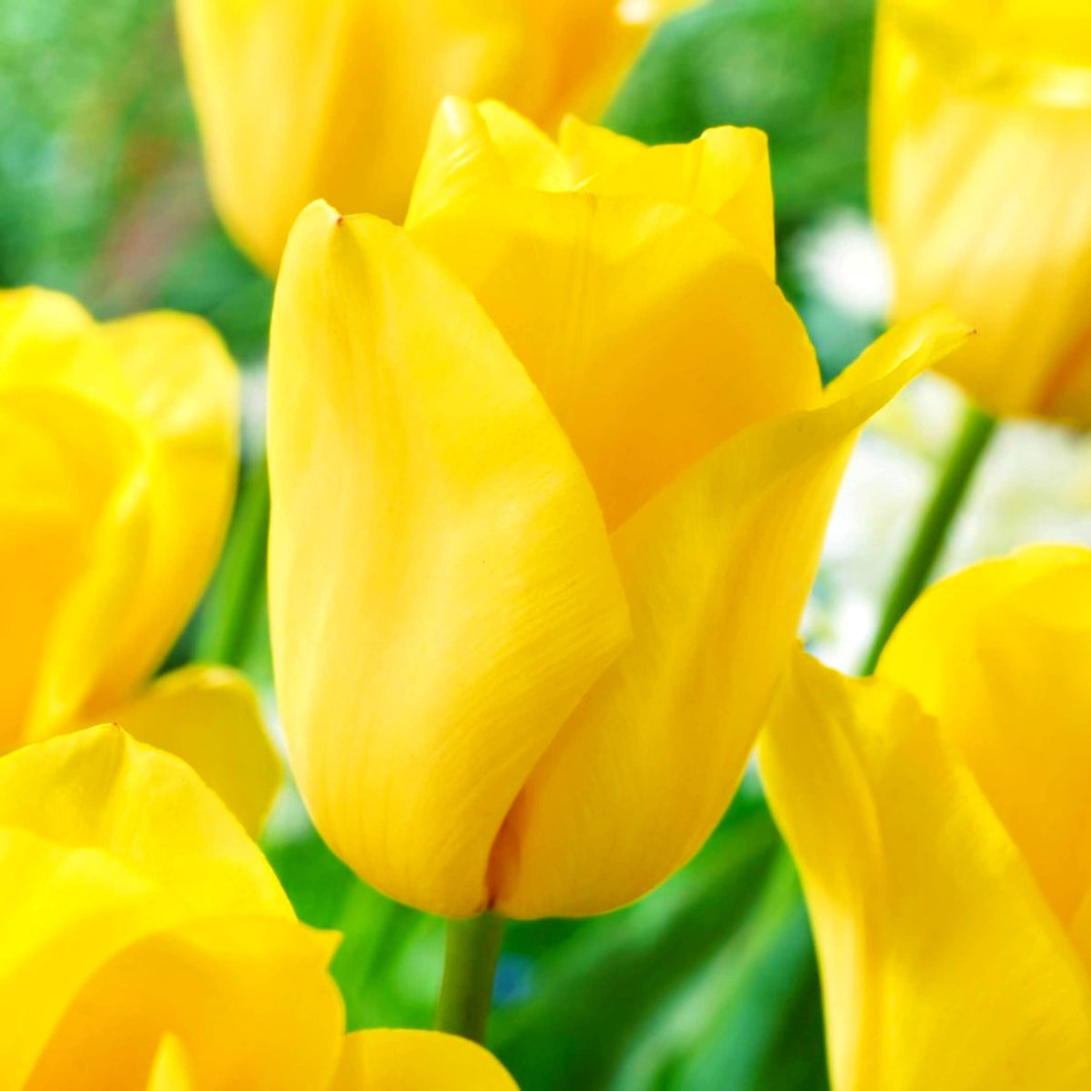 Yellow Pink Tulip Flower seeds for Planting - Premium Quality, Heirloom & GMO Free Seeds for Home Garden