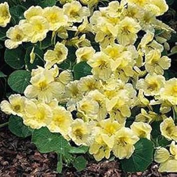 Yellow White Milkmaid Flower seeds for Planting - Fragrant Blossoms, Heirloom & GMO Free Seeds for Home Garden
Sale for planting in home garden.