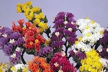 Herencia Flower seeds for Planting - Easy to Grow, Heirloom & GMO Free Seeds for Home Garden
Sale seeds for planting in home garden
