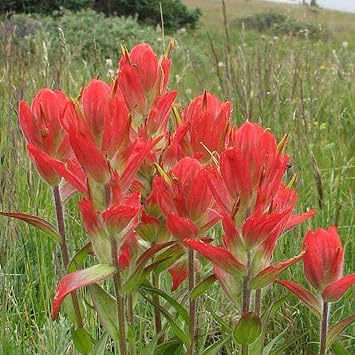 Castilleja Flower seeds for Planting - Seasonal Bloomer, Heirloom & GMO Free Seeds for Home Garden
Sale for planting in home garden.