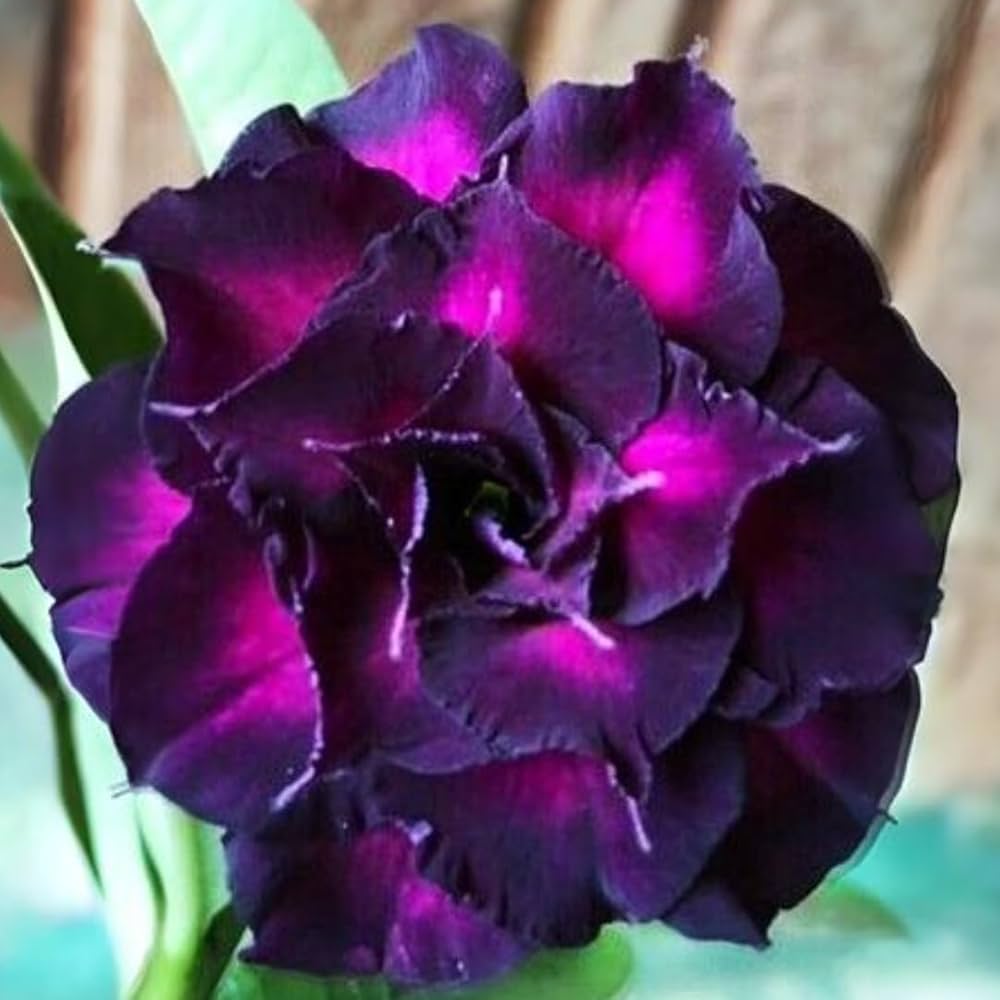 Purple Desert Rose Flower Seeds