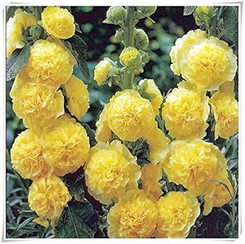 Yellow Perennial Bonsai Flower seeds for Planting - Wildflower Mix, Heirloom & GMO Free Seeds for Home Garden
Sale seeds for planting in home garden