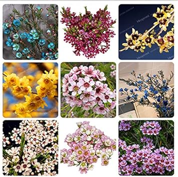 Mixed Wax Flower seeds for Planting - Seasonal Bloomer, Heirloom & GMO Free Seeds for Home Garden
Sale for planting in home garden.