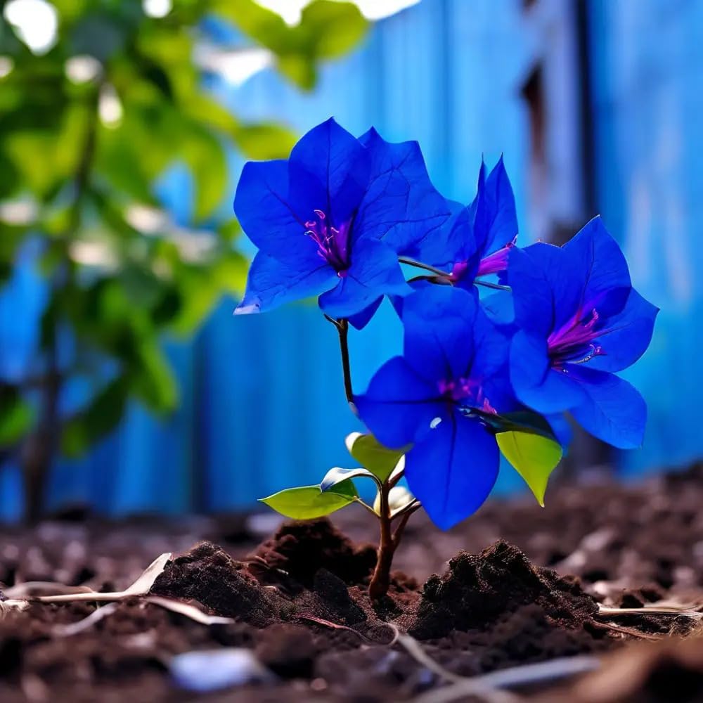 Balcony Blue Bougainvillea Flower Seeds