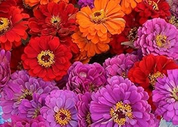 Mixed Magellan Flower seeds for Planting - Pollinator Friendly, Heirloom & GMO Free Seeds for Home Garden
Sale for planting in home garden