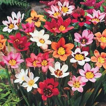 Mixed Sparaxis Flower seeds for Planting - Bright Blooms, Heirloom & GMO Free Seeds for Home Garden
Sale for planting in home garden.