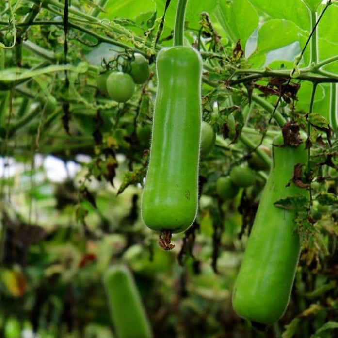 ヒョウタンの野菜の種