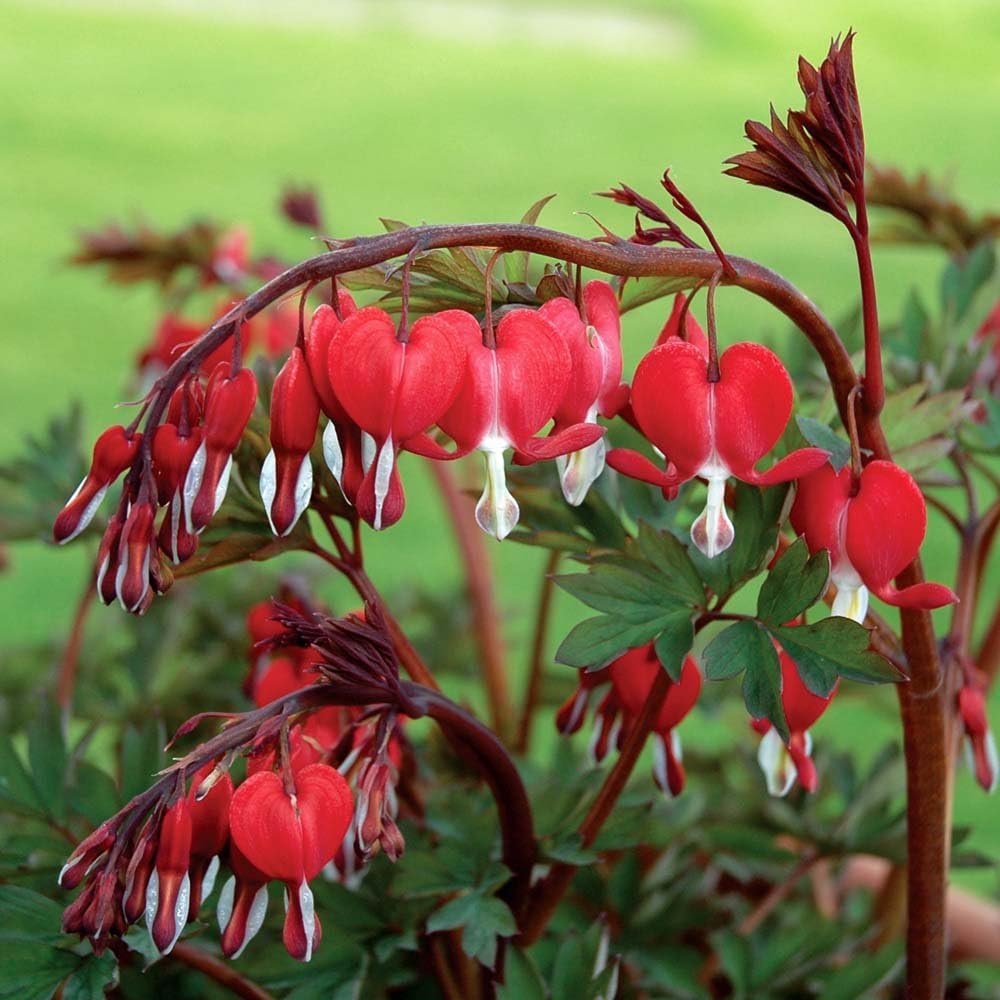 border plant seeds Fringed Bleeding Heart (Dicentra) Flower Seeds for Planting – Heirloom – Pure Asia Seeds